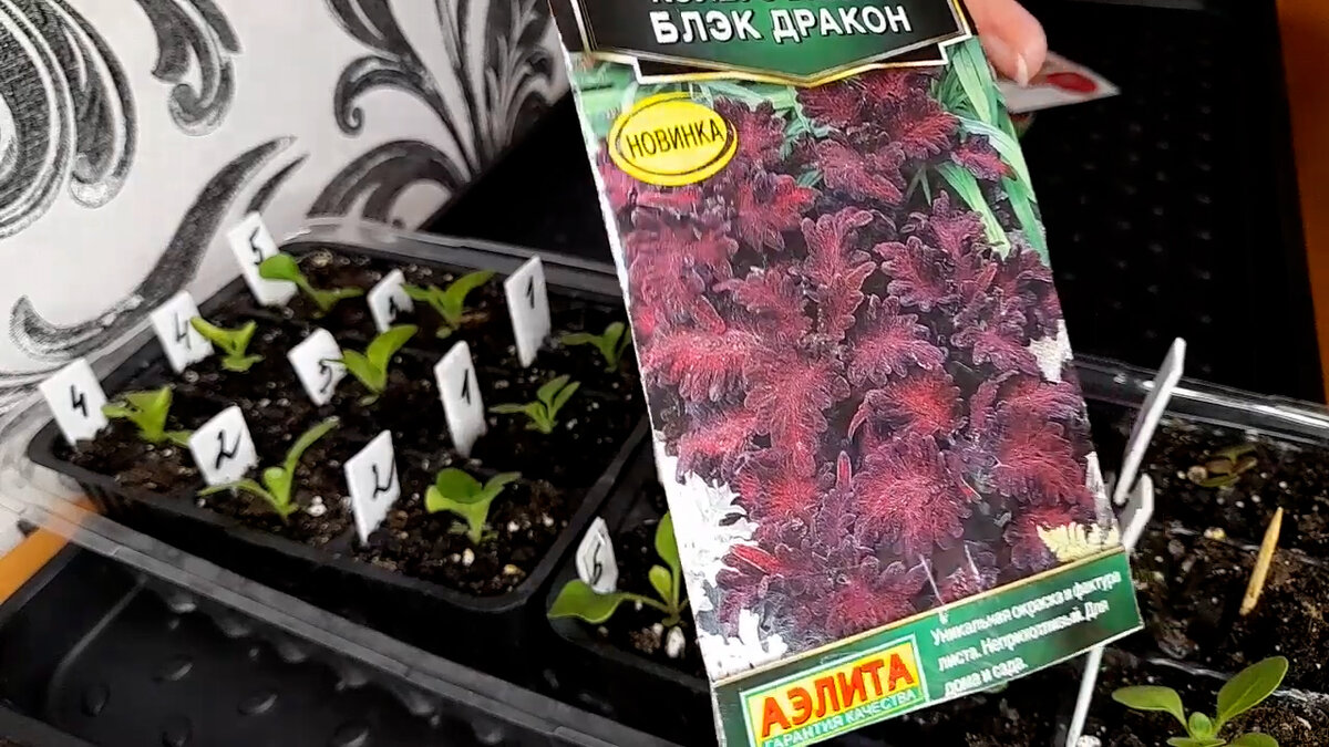 Блэк дракон