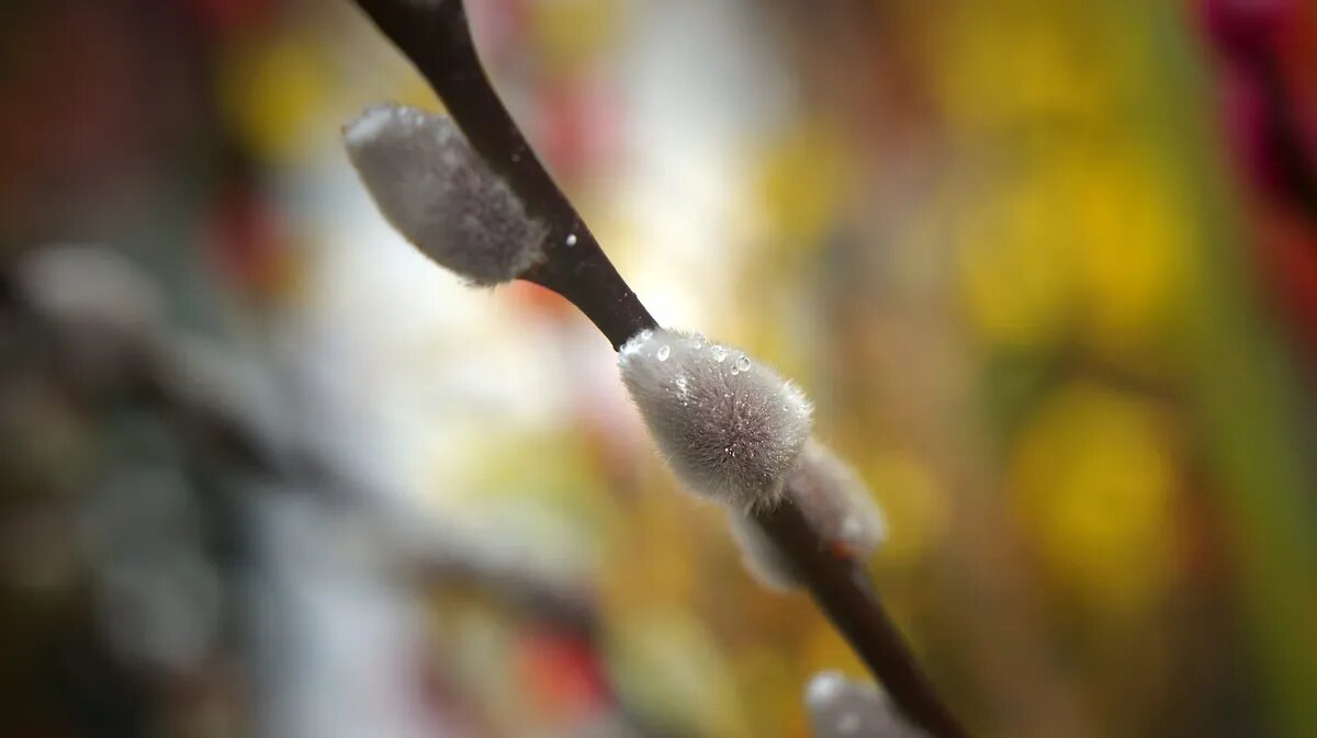 Фото: piqsels.com