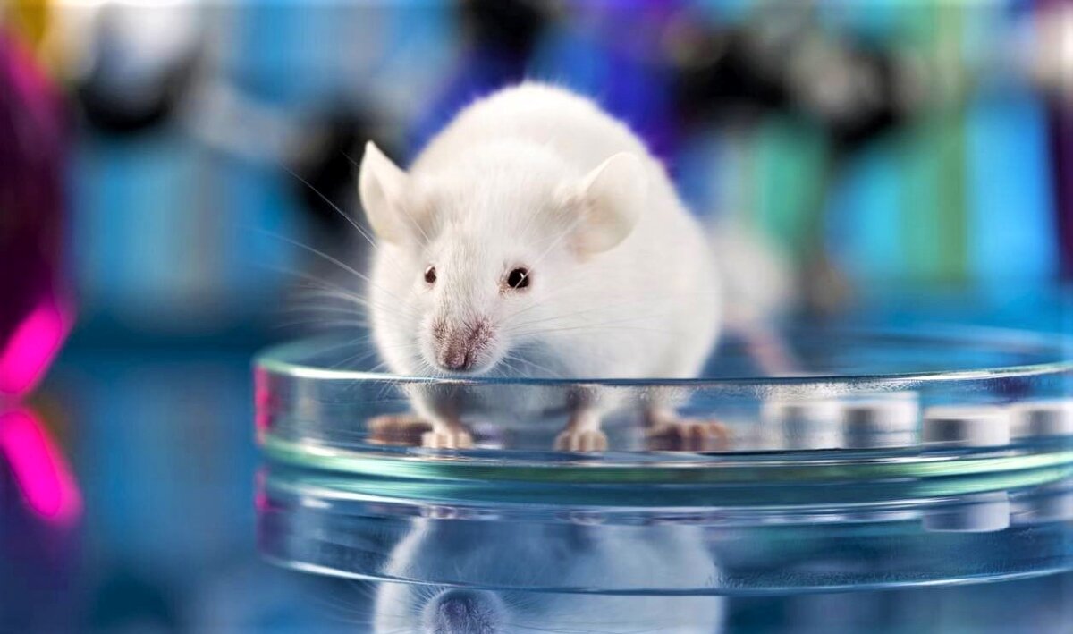 Источник: shorturl.at/buMR0