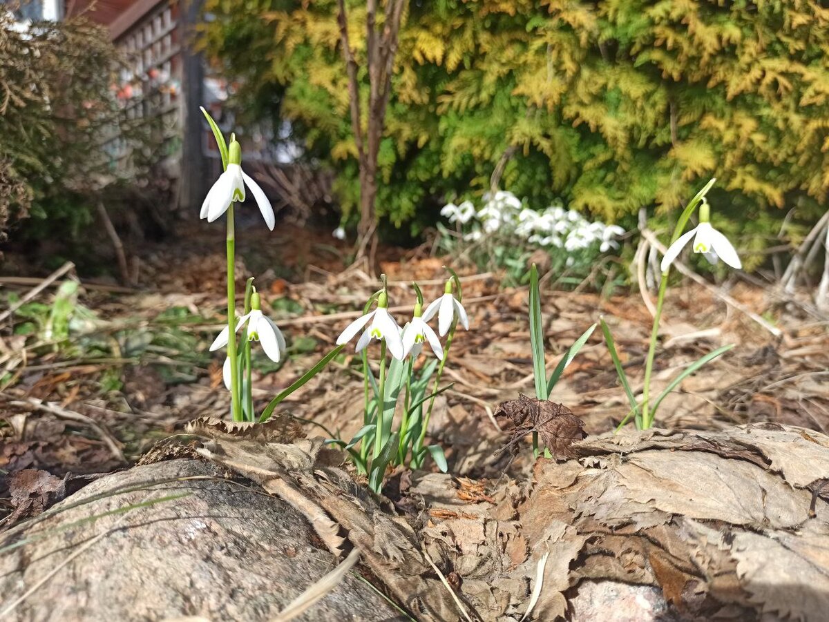 Галантусы в марте