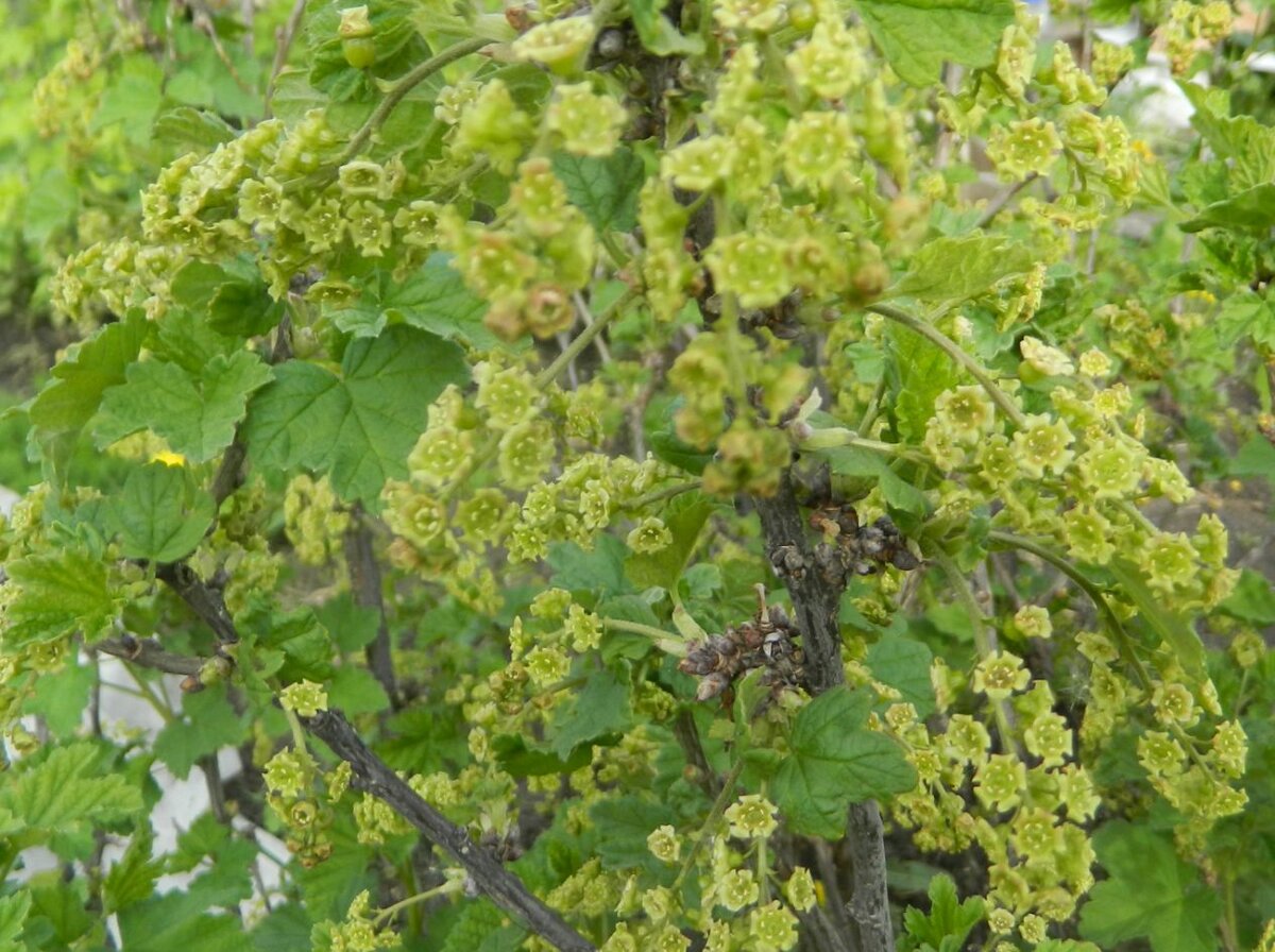 Первые работы по уходу надо успеть провести до распускания почек.