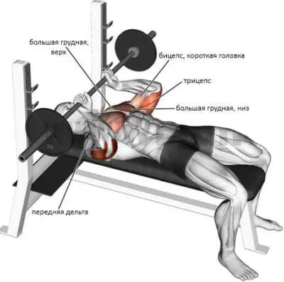 Картинка 1. Мышцы, которые нагружаются при выполнении калифорнийского жима.