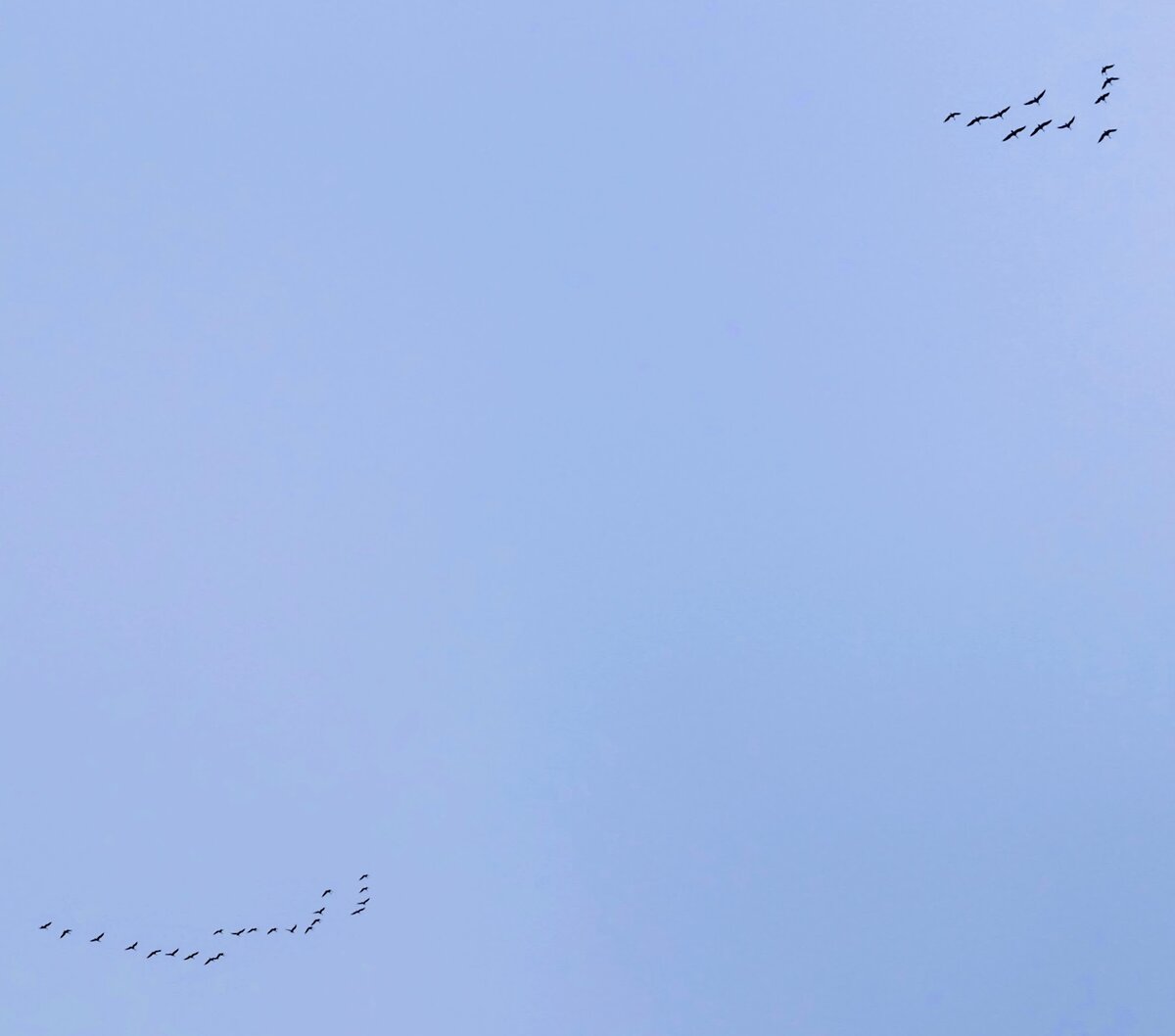 Вот они виновницы, кого я выглядывала с поднятой головой)