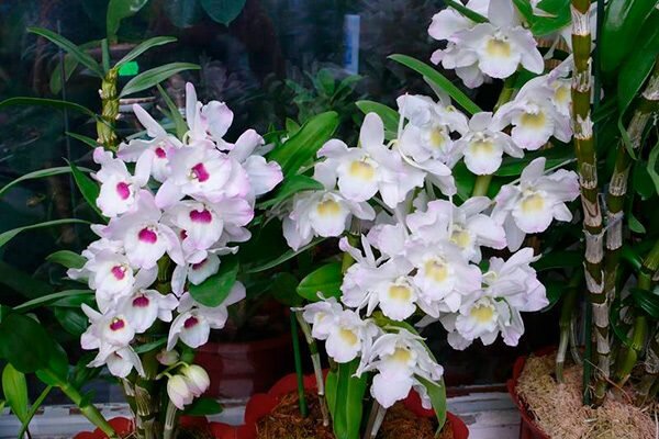 орхидеи разновидности