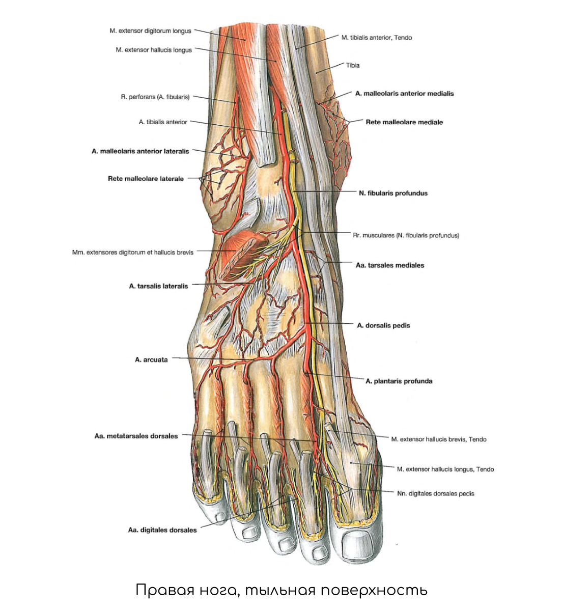 Артерии стопы анатомия. Артерия дорсалис педис. Тыльная артериальная дуга стопы. Основные артерии стопы