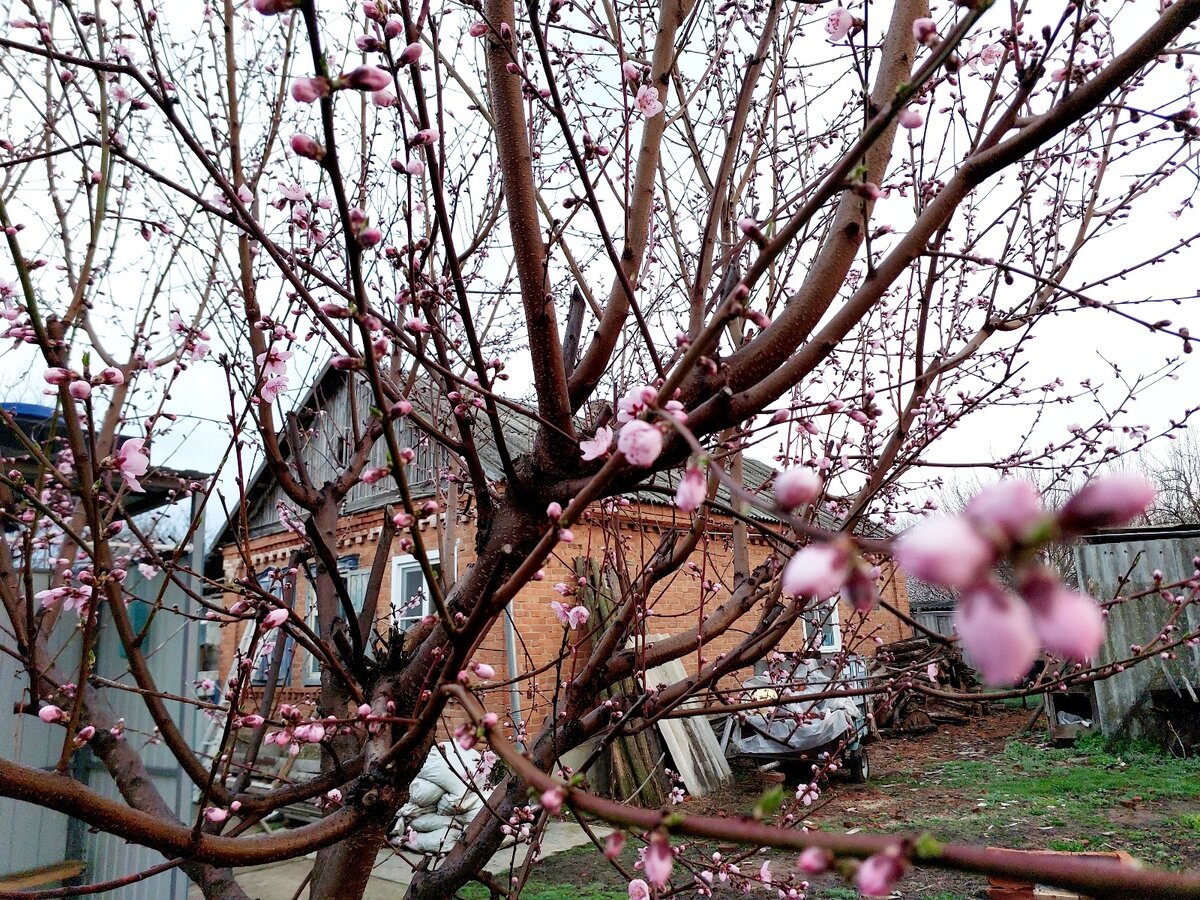 Персик цветёт, но... пчёл нет. Совсем 😪