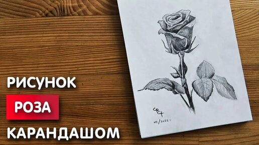 Как нарисовать розу карандашом поэтапно? Рисуем розу легко и просто | Рисунки для срисовки