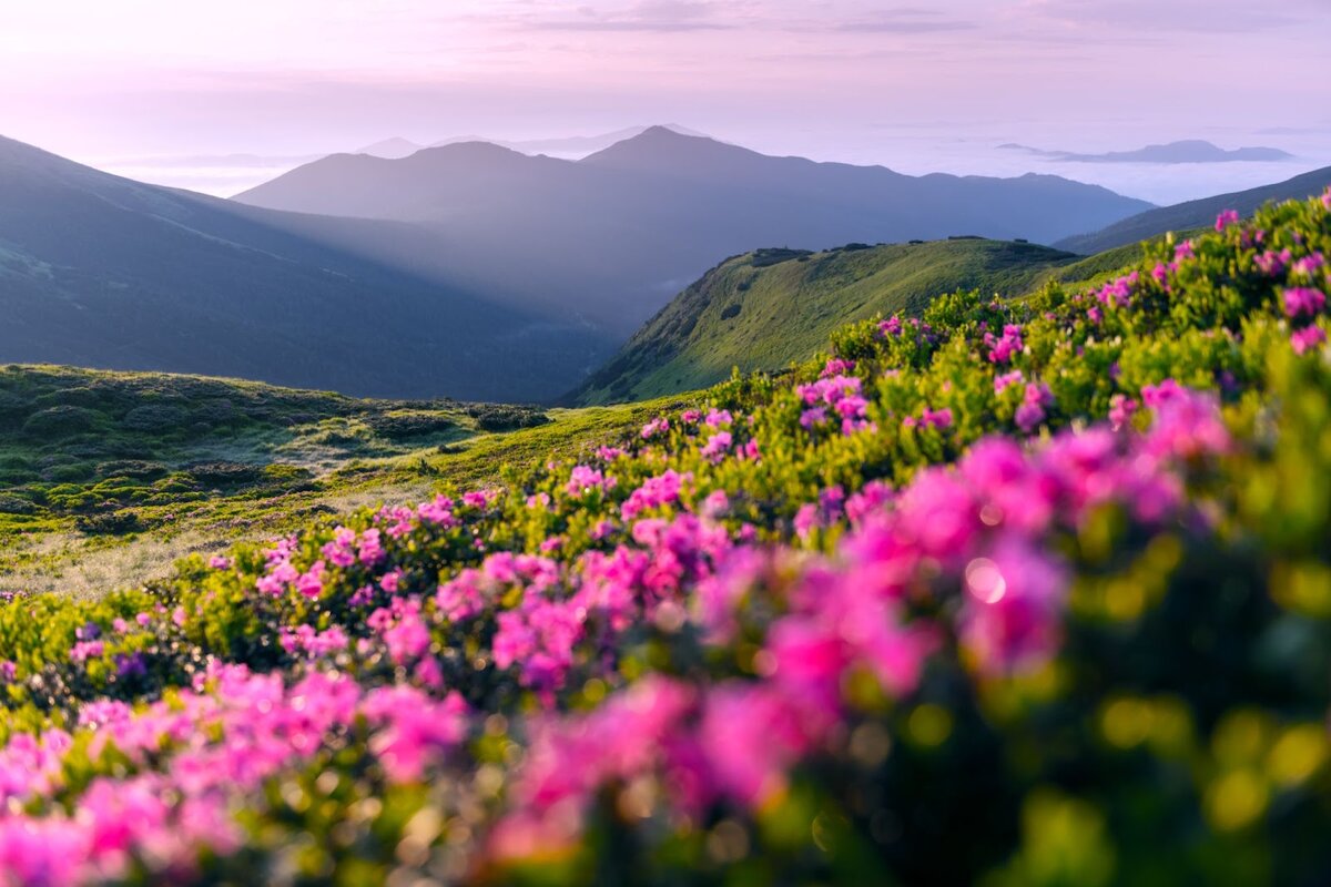 источник: stock.adobe.com/автор: Ivan Kmit