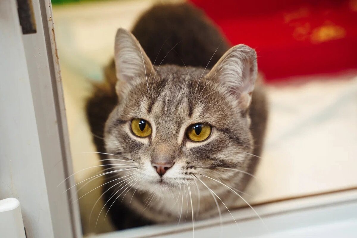 Милый котик