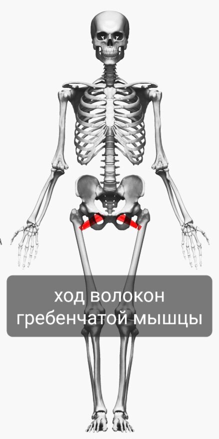 Гребенчатая мышца. | Заметки спортивного врача. | Дзен