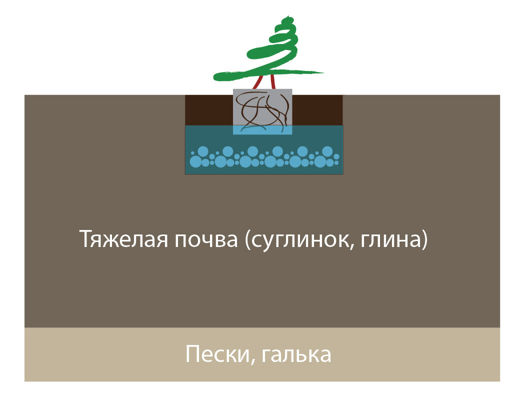 Друзья, привет! Сейчас весна, опять много статей про посадку растений. Как правильно, как неправильно. Одним из главных условий посадки на тяжелых почвах, считается дренаж.-2