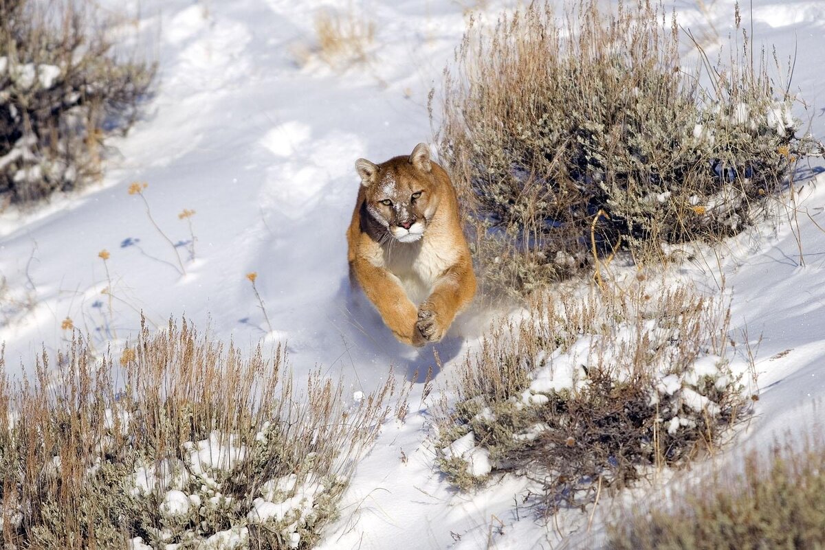 Яндекс фото