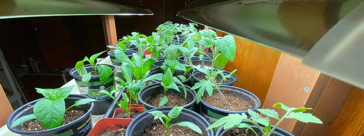 Саженцы под лампами для выращивания