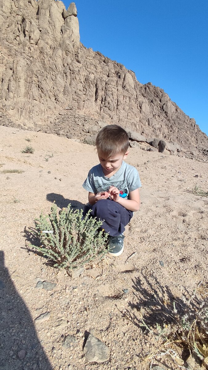 Скудная растительность пустыни