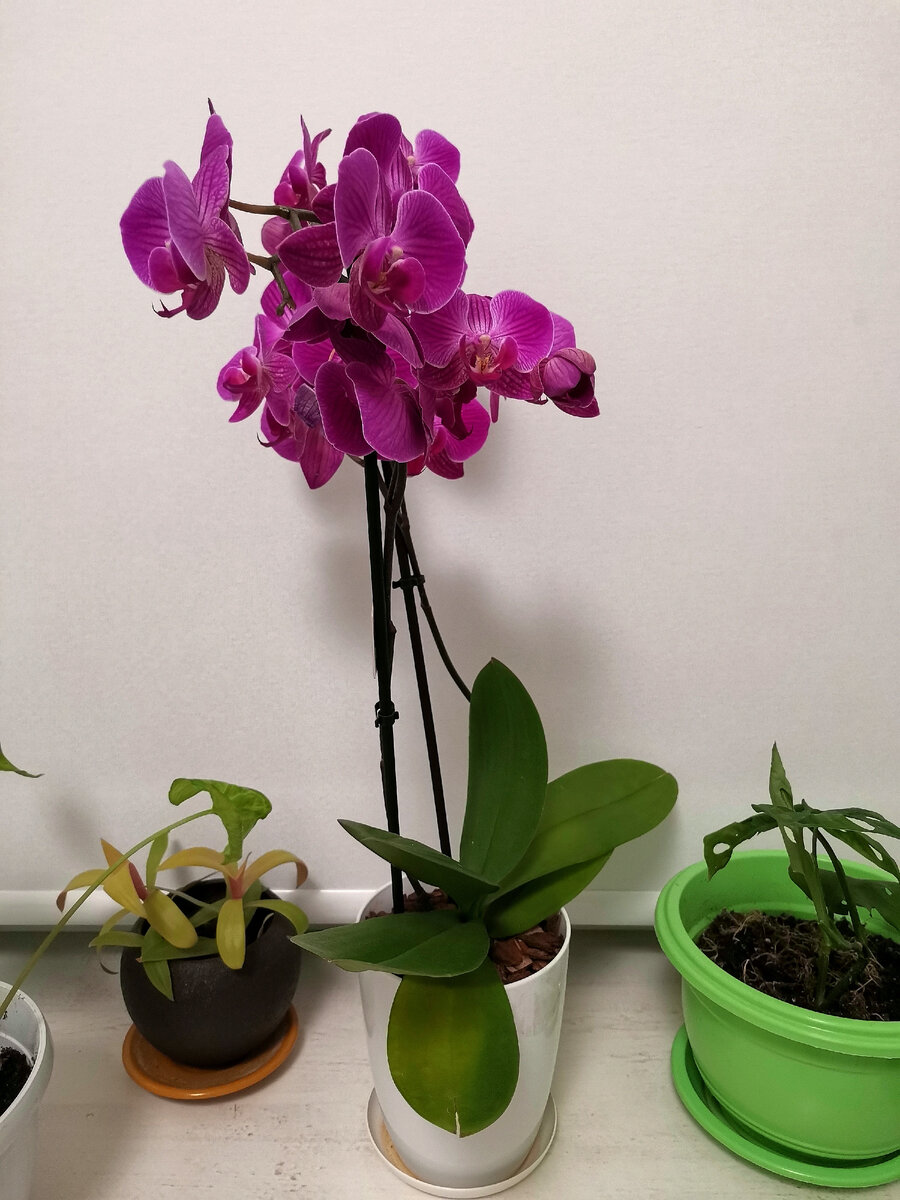 Но деться с подводной лодки некуда - буду растить, чуток придавленная ответственностью перед дарителем. А так объективно хороша! 