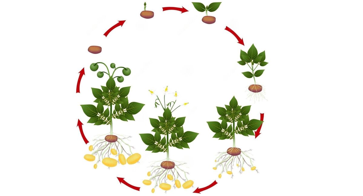 Жизненный цикл овощных растений по маркову. Жизненный цикл растений для детей. Цикл развития растений для детей. Цикл развития растений для дошкольников. Жизненный цикл цветка для дошкольников.