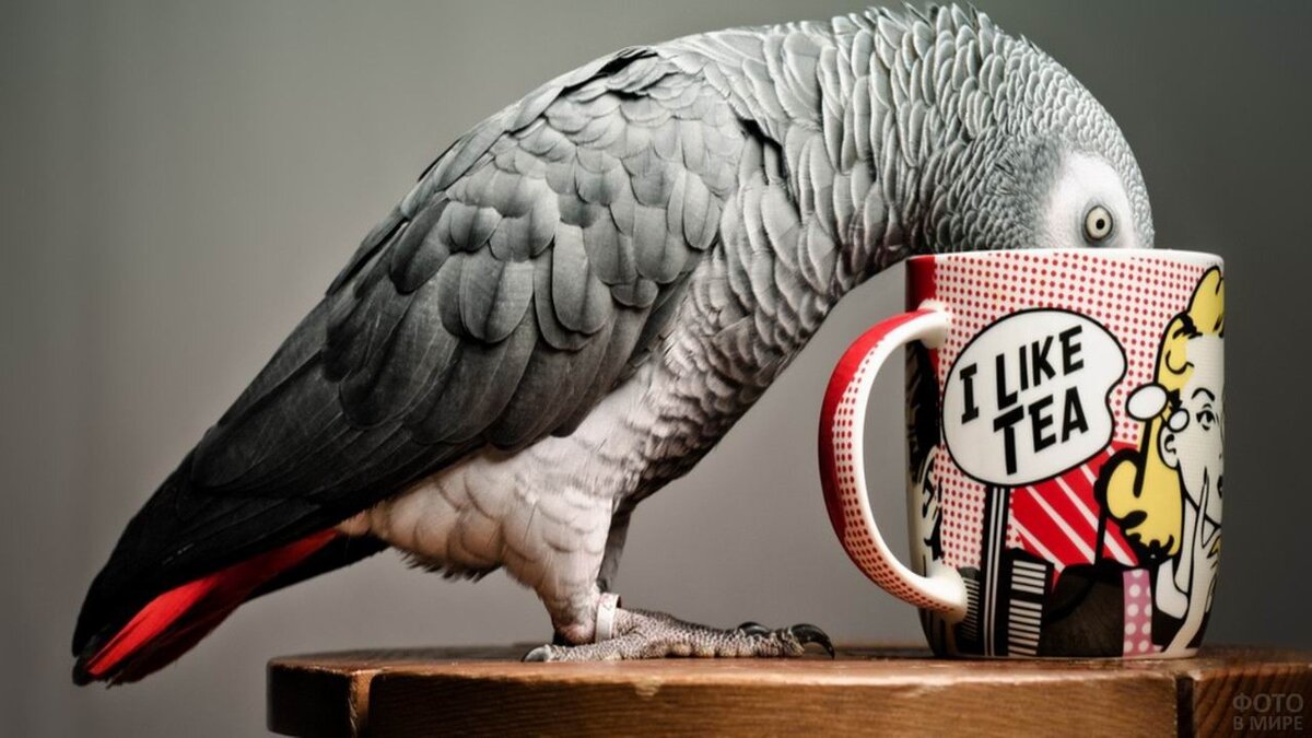 Картинка из интернета для иллюстрации 