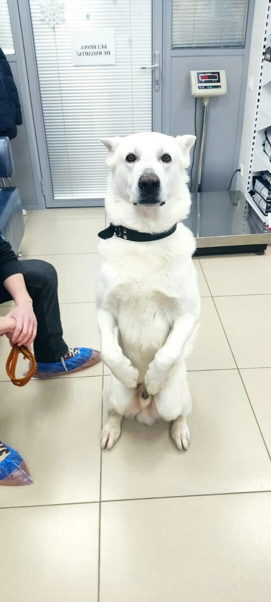 Добрый пес в ошейнике