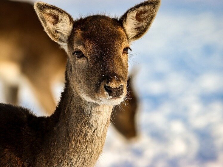     Фото: Pixabay