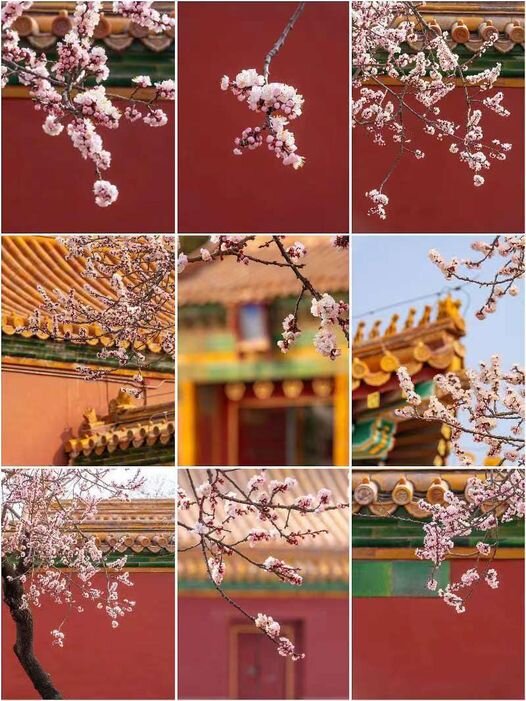 Apricot blossoms have bloomed in the Forbidden City. 