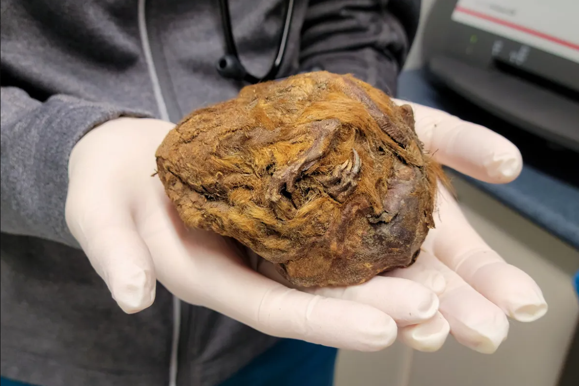     Шерстяной шар из вечной мерзлоты оказался 30 000-летней белкой ледникового периода