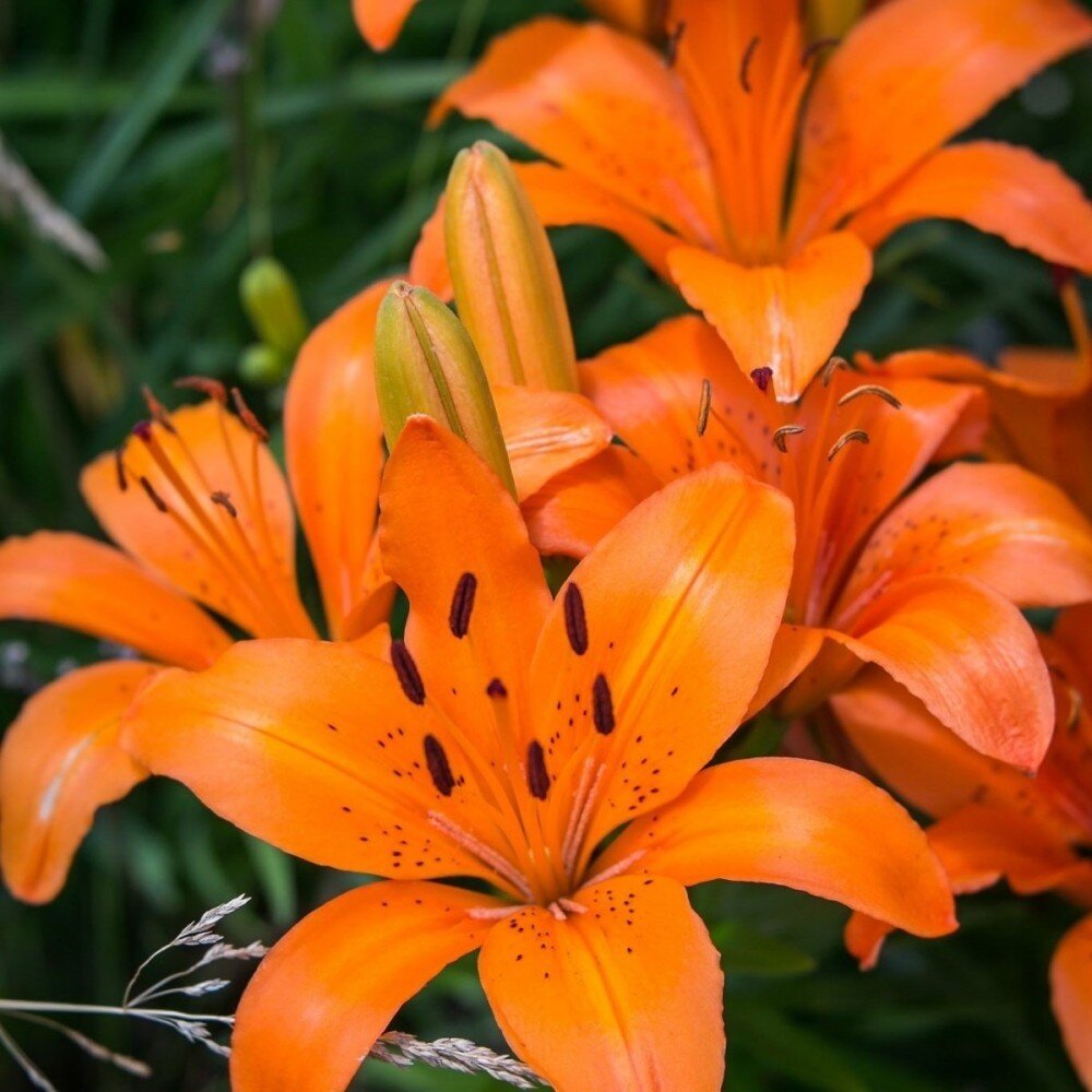 Лилия Оранж Саммер