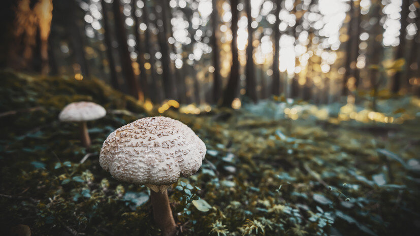   Gettyimages.ru serdar s / 500px