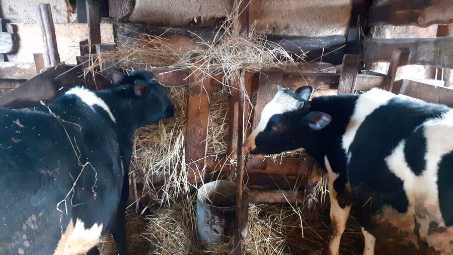 На первом фото Бычок Скворец, на втором - телушка Мелифисента, второй бычок как-то плохо вышел