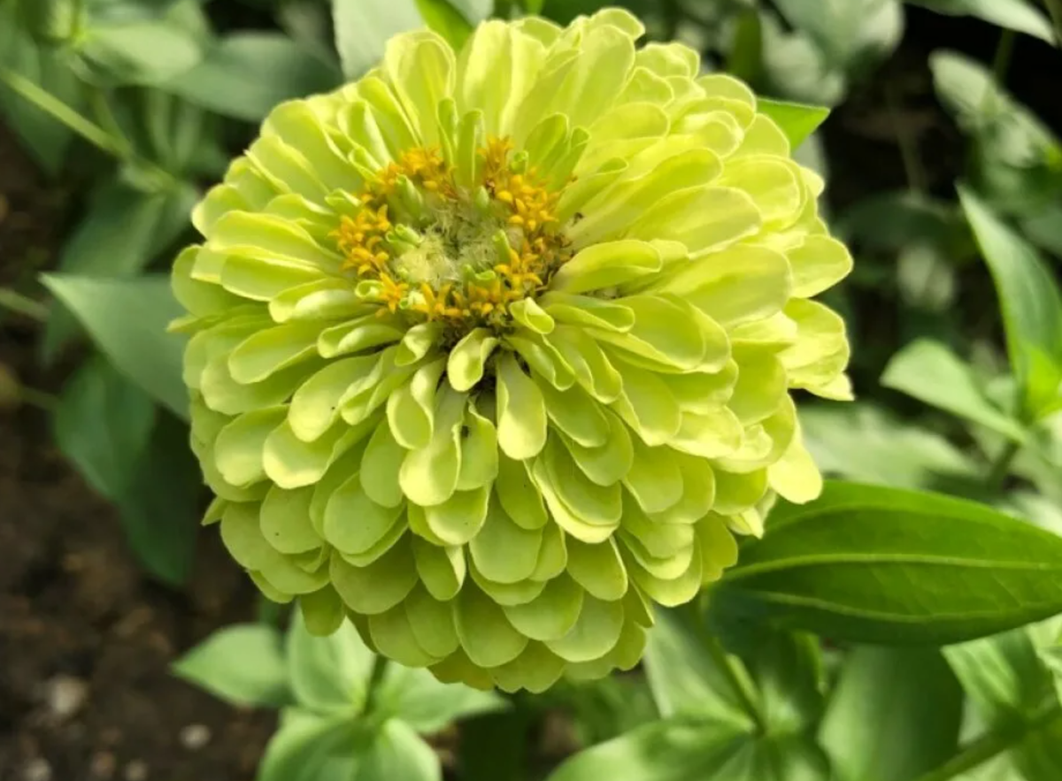 Цинния Энви отличается интересной окраской (источник фото: ogorod.ru)