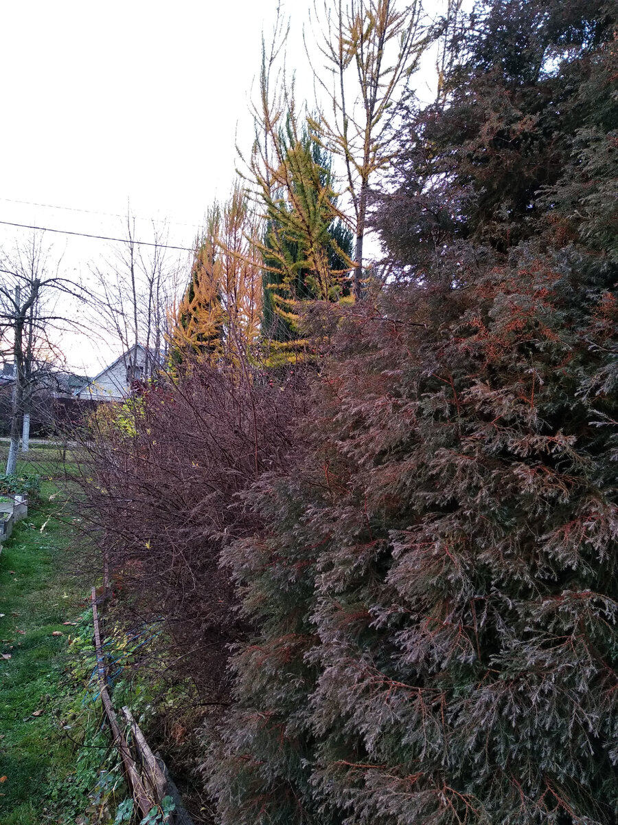 Туя западная вересковидная (Thuja occidentalis f. ericoides)