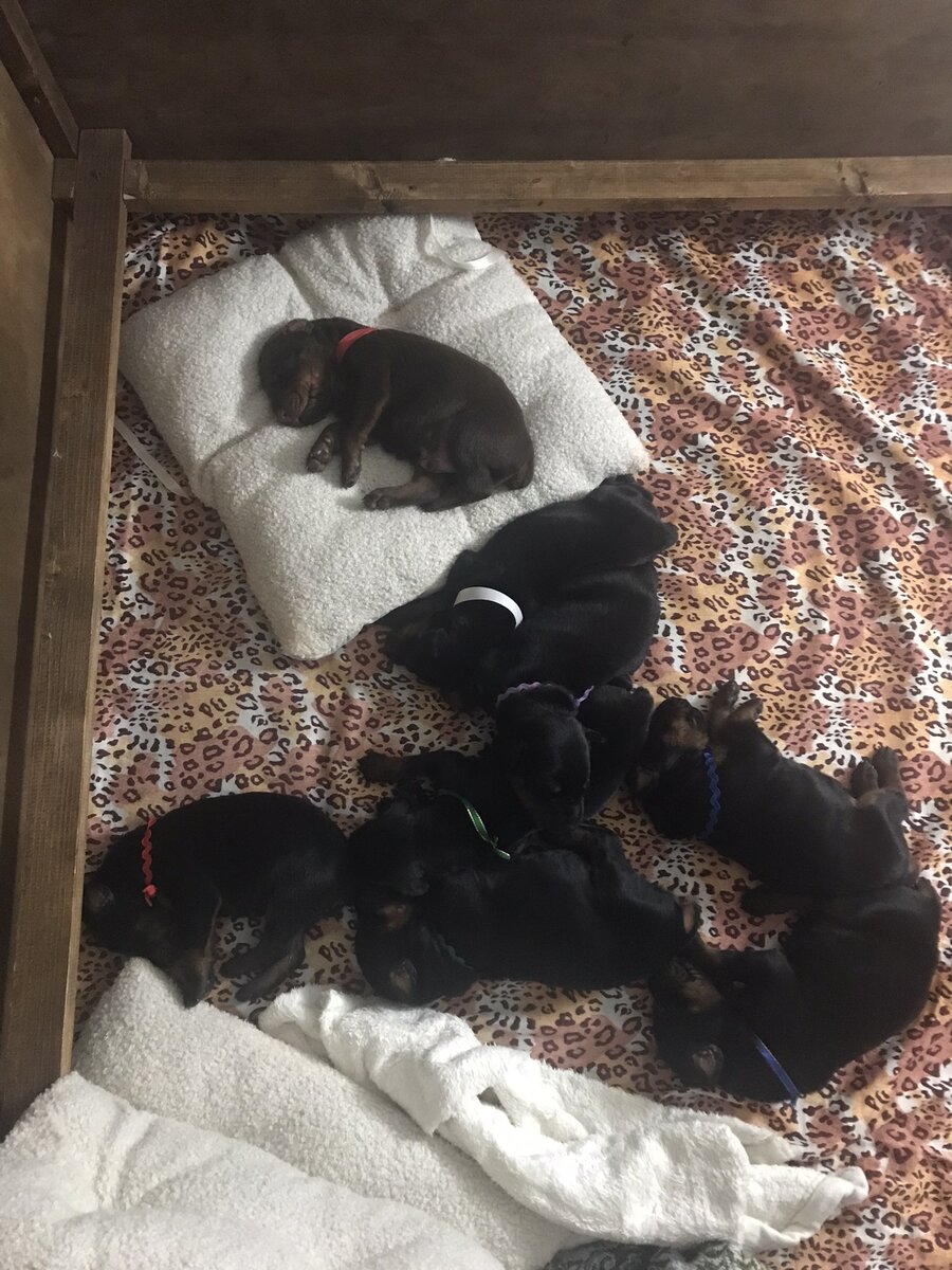 В родильном ящике щенки находятся с мамой, пока не откроют глазки