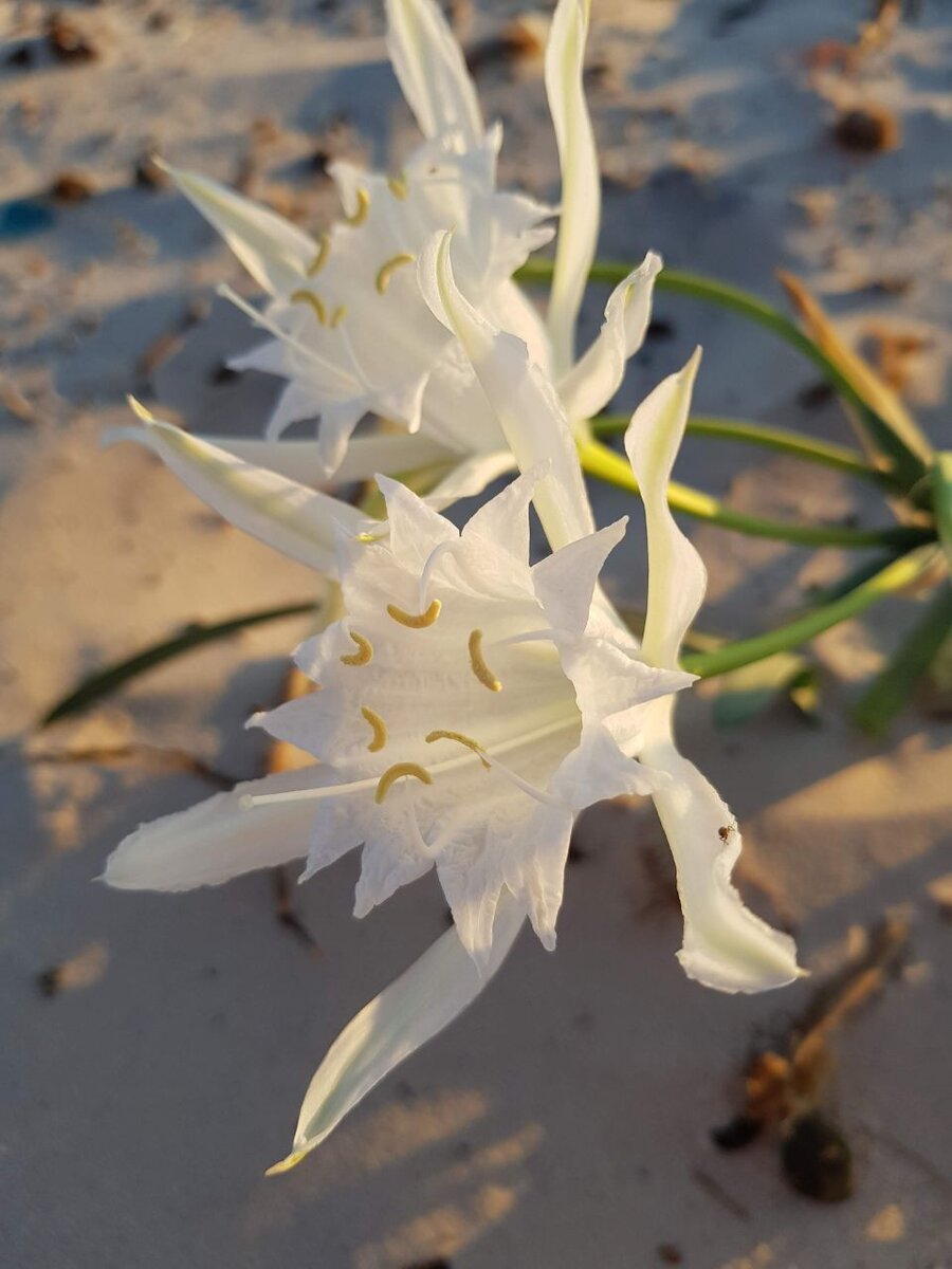 Фото автора - Тунис, Джерба, цветок среди пустыни