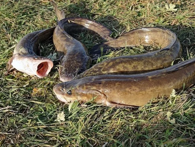 Налим который пойман весной на донную снасть. Источник фото fishingural.ru