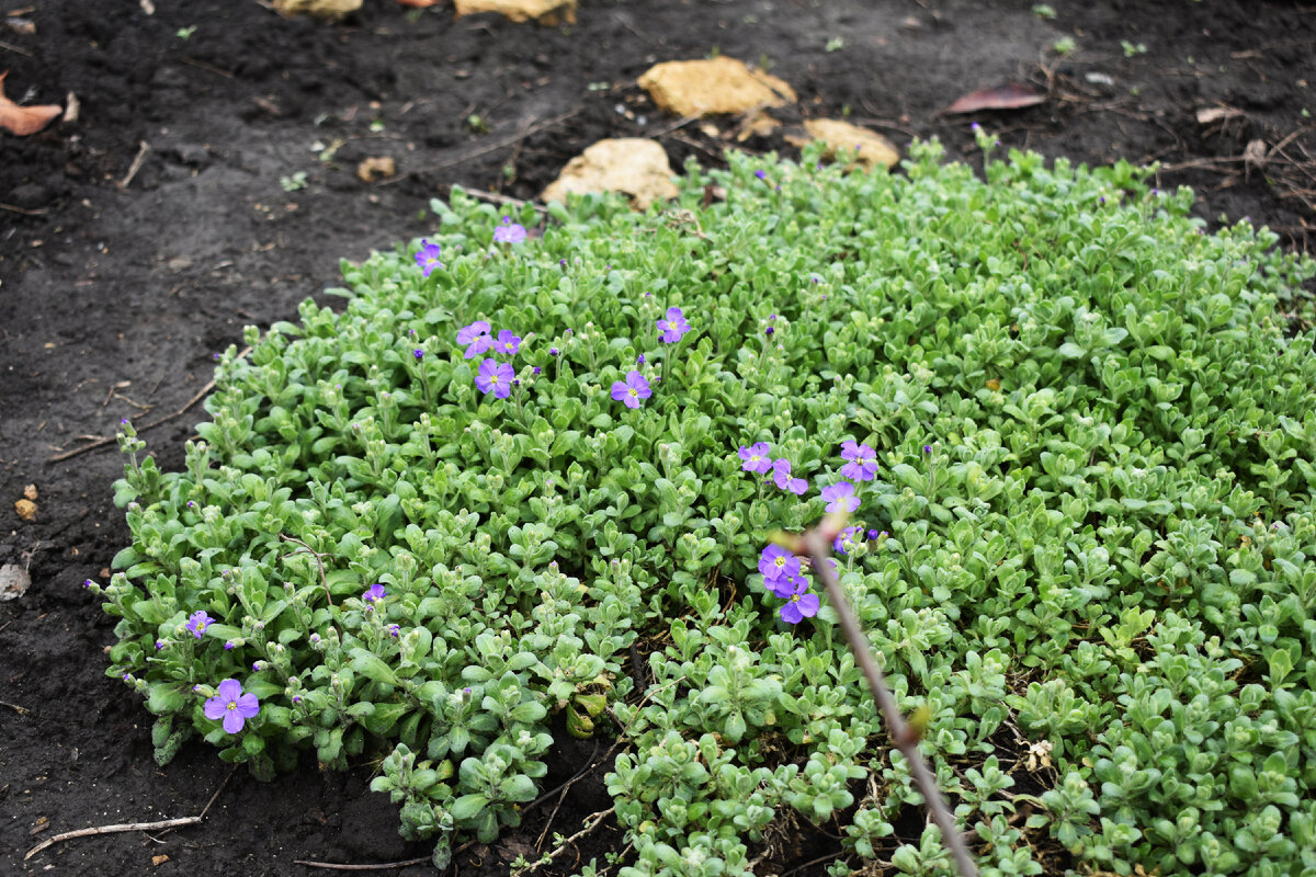 Первые цветки на обриетте появились 30 марта