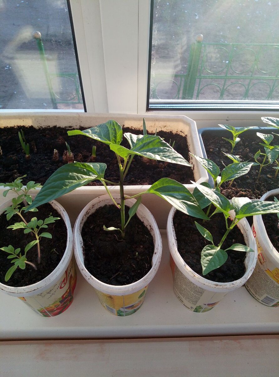 Перец взошел неравномерно, так что он по росту получился разный. Пришлось его пересаживать по отдельности в баночки