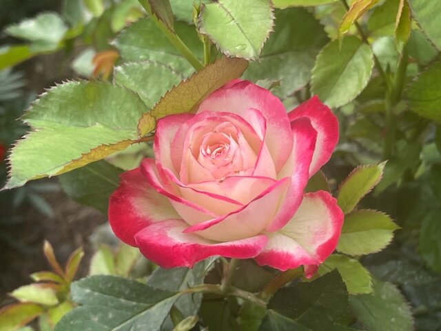 ФЛОРИБУНДА ЮБИЛЕЙ ПРИНЦА МОНАКО