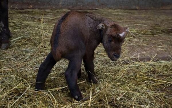 Источник фото: vk.com/rostov_zoo_official