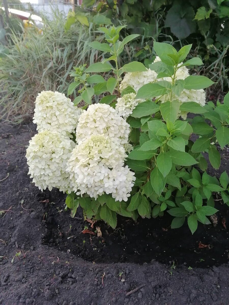 Гортензия метельчатая Литл Спуки