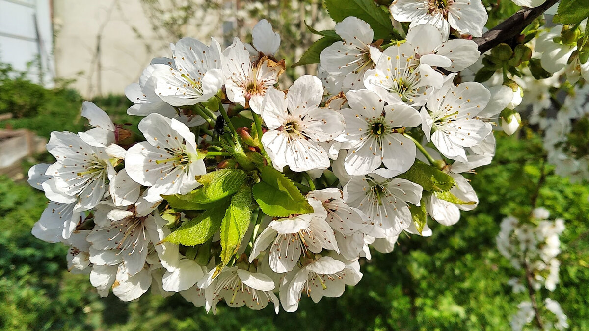 Цветки черешни группируются на ветках в букеты. Листайте!