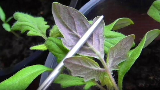    Почему листья рассады томатов стали фиолетовыми, и что делать Ксения Пудовкина