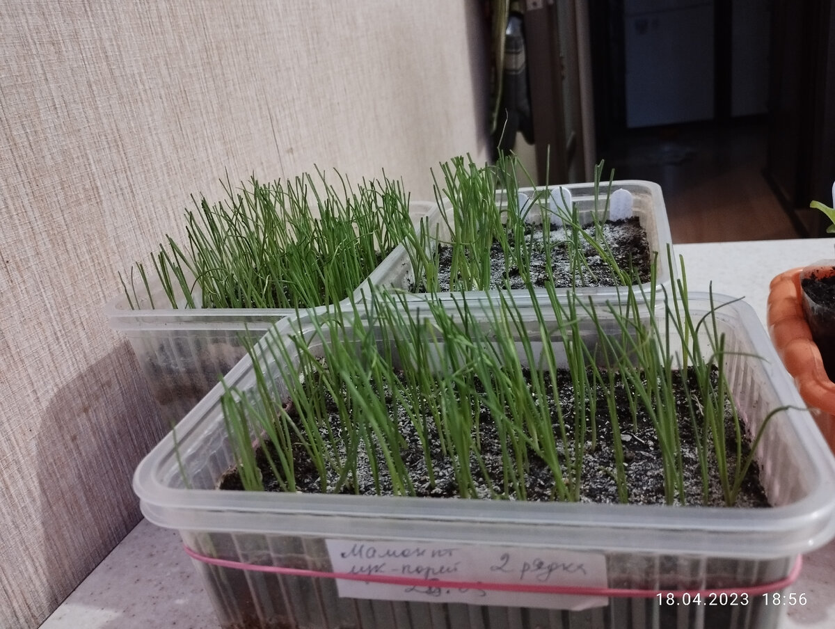 Луки обрезаны на высоту в 1/3 от роста пера