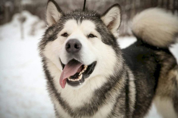 Аляскинский маламут может выглядеть как волк, но это верная и трудолюбивая собака, которую ценят за ее силу и сердце.