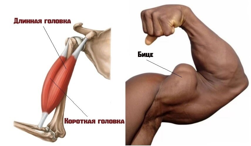 Длинный бицепс упражнения