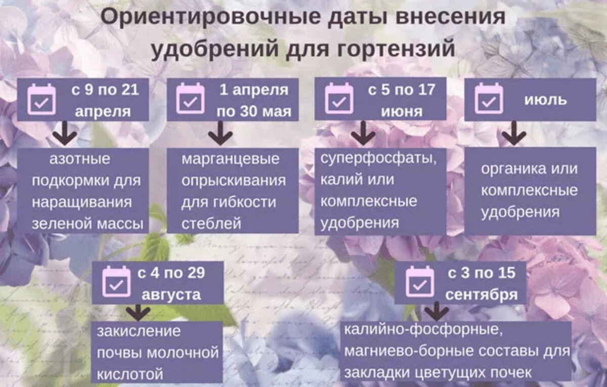 Схема подкормки гортензий метельчатых