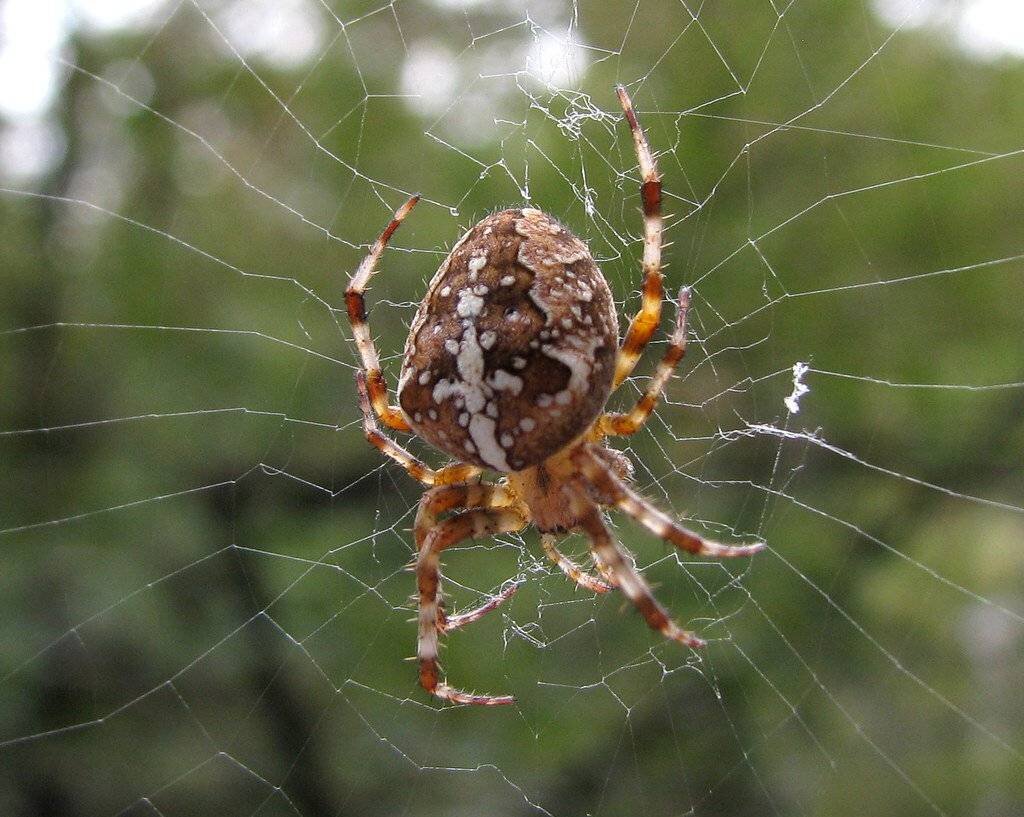 Класс Паукообразные - Arachnida Паук-крестовик