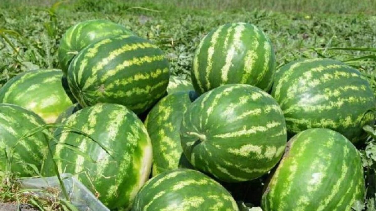 Фото Яндекс.Картинки