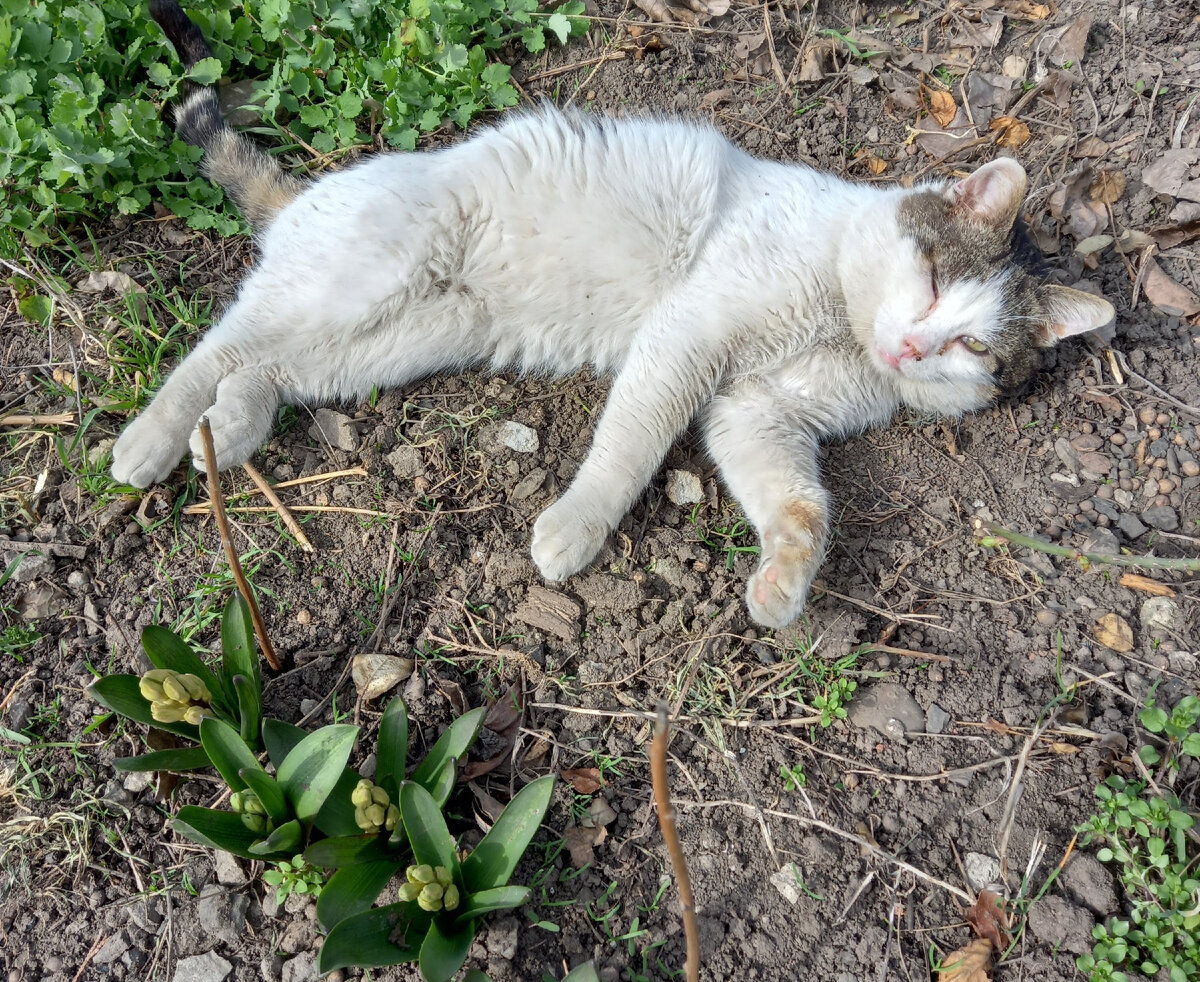 Мурзик спит и наблюдает фото автора