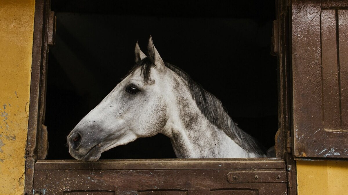     В селе Малая Минуса Красноярского края обнаружили вспышку инфекции у лошадей. Лекарства нет — животных придется умертвить.