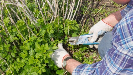    Что сделать с крыжовником весной, чтобы получить сладкие ягоды: совет дачникам Татьяна Сидорова