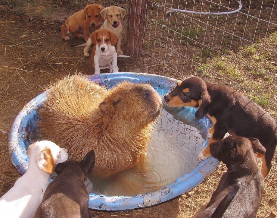 A ORIGEM DO TERMO CAPIVARA  Капибара, Котята, Забавные зверюшки